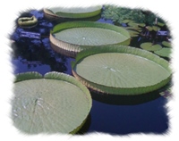 ciesla thomas,landscape outdoor kitchens