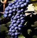 sangiovese, warm climate grapes