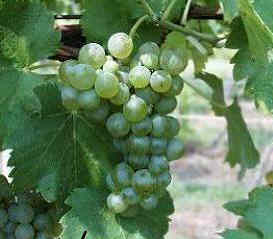 viognier, flavors, wine nose